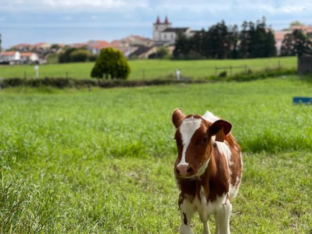 Quinta Do Avo Dimas - Rural Home - Sao Bras Porto Formoso ภายนอก รูปภาพ